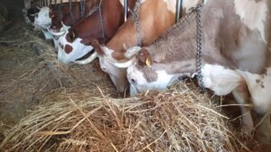 Caseficio Iliana Che Sapò