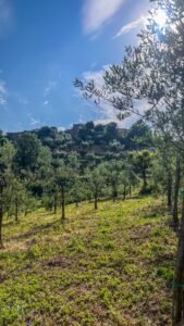 Riserva Masillo