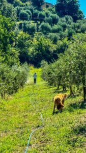 Riserva Masillo