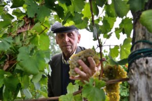 d'Antiche Terre di Gaetano Ciccarella