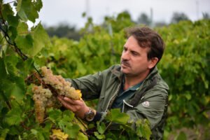 d'Antiche Terre di Gaetano Ciccarella