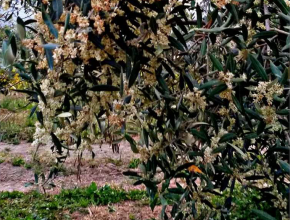 az agricola cinque quattro