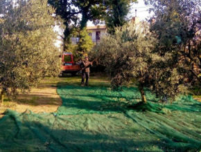az agricola cinque quattro
